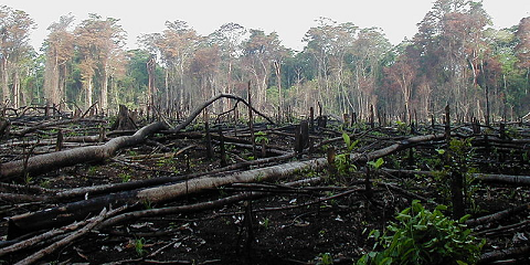 Mindless Deforestation and Clear Cutting of Rain Forest